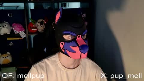 MellPUP online show from 06.25.26