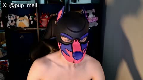 MellPUP online show from 08.04.26