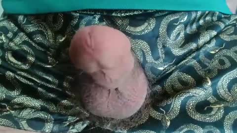 miketrike137 online show from 04.22.26