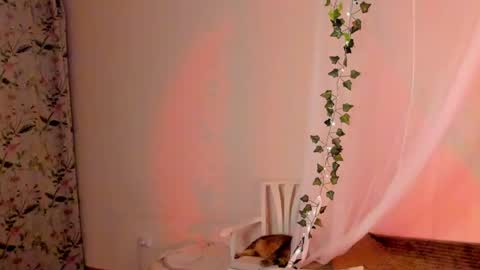 Snapshot of mish_ka3 chatting on 12.26.24 Misha online show from 12.26.24