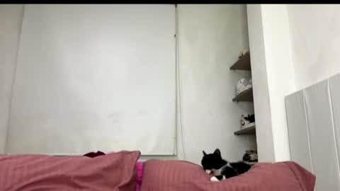 Snapshot of missangeldust chatting on 10.27.25 missangeldust online show from 10.27.25