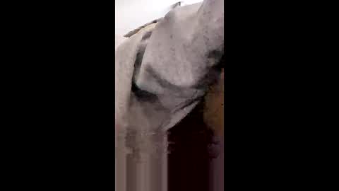 MissNiagara online show from 01.18.26