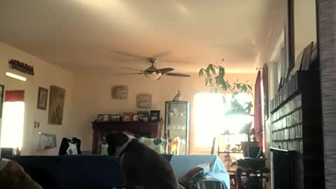 Snapshot of monkeedance chatting on 12.02.24 Monkee Dance online show from 12.02.24