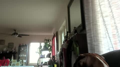 Snapshot of monkeedance chatting on 12.29.24 Monkee Dance online show from 12.29.24