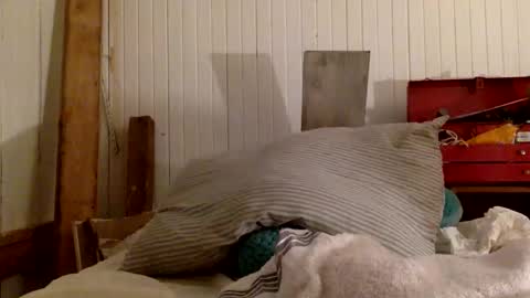 Snapshot of mywi11yisbiggy chatting on 11.29.25 str8 dom alphaAsian Daddy type. sorry not bi or curious but i dont judgediscrimenate. online show from 11.29.25