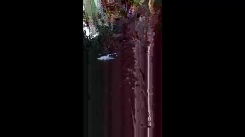 nakedbear108 online show from 05.17.26