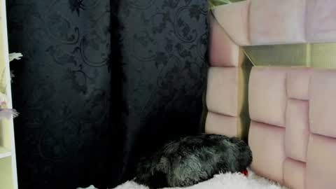 Snapshot of natsuki_09 chatting on 12.27.24 Nat  online show from 12.27.24