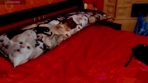 Snapshot of naughtyhousewifexx chatting on 01.30.25 housewife Eva online show from 01.30.25