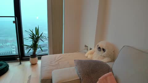 Gigi Chu  online show from 02.15.25