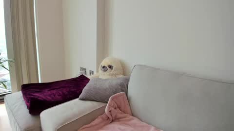 Gigi Chu  online show from 02.19.25