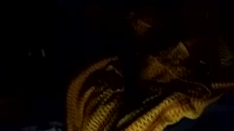 notmesaidteflee online show from 02.15.26