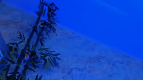 nyssawoodd online show from 10.02.25