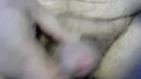 Snapshot of ogasmbyoral chatting on 12.04.24 ogasmbyoral online show from 12.04.24