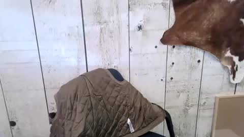 kinkynerd online show from 10.18.25