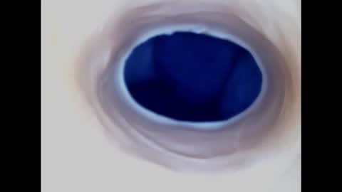 Paula 18 Aninhos online show from 01.30.25