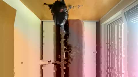 playdog123 online show from 10.12.25