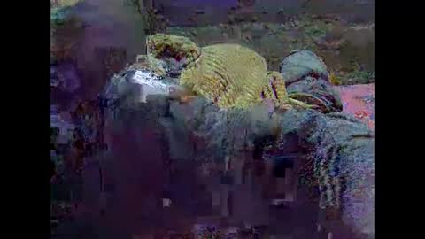 precious_nesh online show from 05.21.26