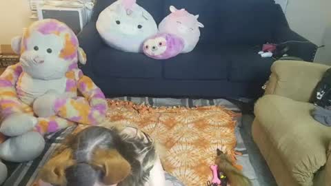 puppygirllovestobeg online show from 06.21.26
