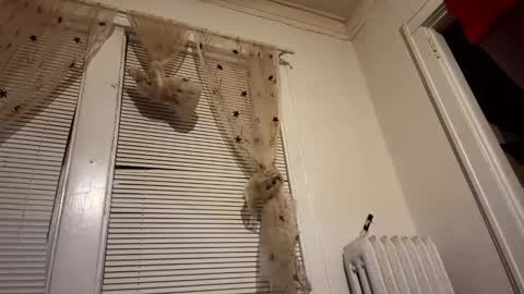 Snapshot of realdrewreynolds chatting on 12.11.24 tranzGODess online show from 12.11.24