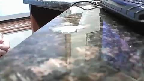 rigellan2021 online show from 10.01.25