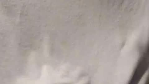 Penoso online show from 01.14.26