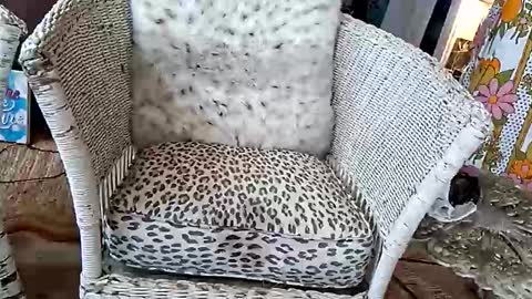 samboiamtho online show from 04.03.26