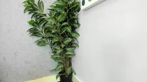 Snapshot of scarlett646 chatting on 02.26.26 Scarlett 3 online show from 02.26.26