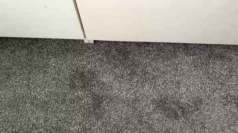 scottyc48 online show from 11.13.25