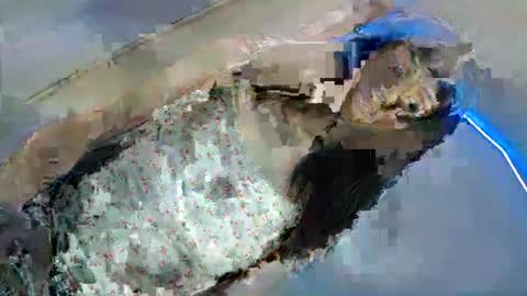 Snapshot of shanegreents chatting on 03.08.25 bini aiah online show from 03.08.25