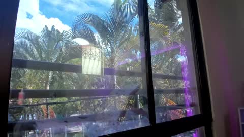 Shana online show from 01.31.25