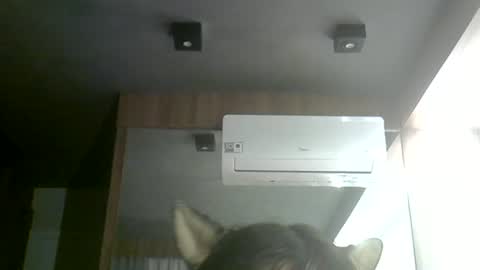 Snapshot of skinnykittencam chatting on 06.24.26 skinnykittencam online show from 06.24.26