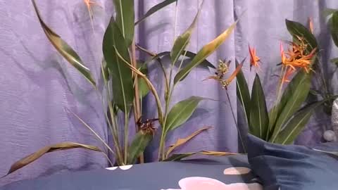 Slcouple online show from 12.16.24