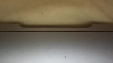 slimthick69couple online show from 10.01.25