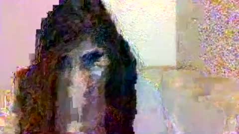 smurdle online show from 10.25.25