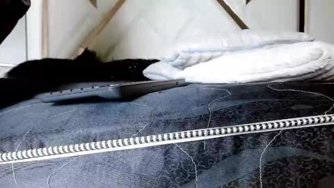 SophiaLee online show from 02.13.26