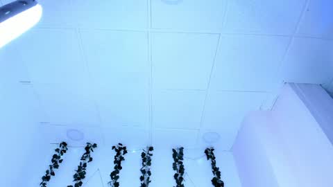 SOPH  online show from 01.31.25