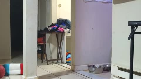 Submissive Slut LOVES adoration online show from 01.29.25