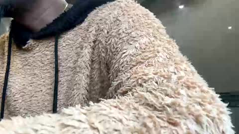 Snapshot of sugarcockydaa chatting on 01.22.25 sugarcockydaa online show from 01.22.25