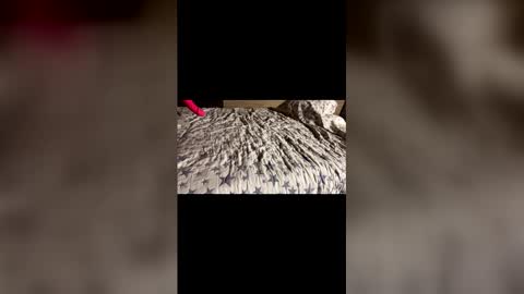 Stony online show from 12.21.25