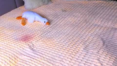 Alice online show from 11.02.25