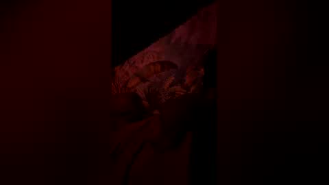 tacovegan4 online show from 01.06.26