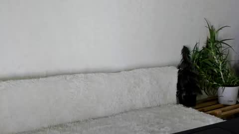 Snapshot of thief_of_hearts_ chatting on 11.26.25 thief_of_hearts_ online show from 11.26.25