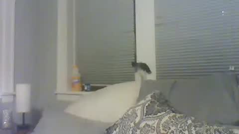 Amber White online show from 02.10.26