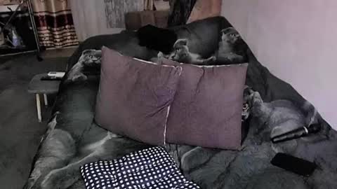 Lana online show from 11.20.25