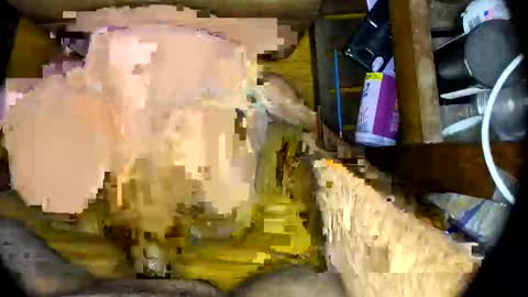 vegujo online show from 02.07.25