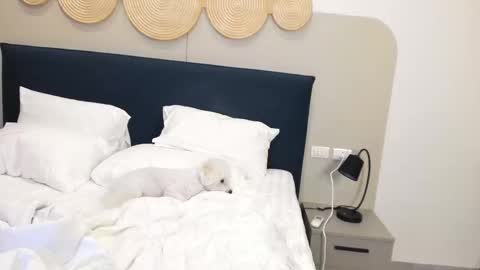 Violetta  online show from 11.09.25