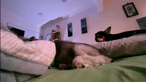 veronica online show from 01.17.26