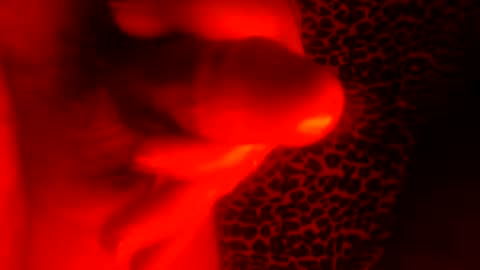 whor4mor online show from 01.07.25