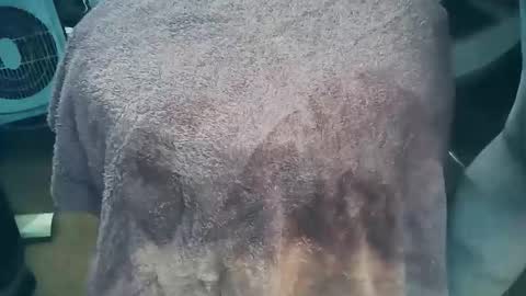 wildman6 online show from 03.26.26