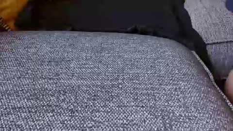 wildwills online show from 06.29.26